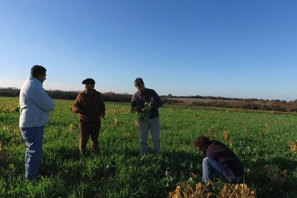 En ganadería, la línea de capital de trabajo podrá aplicarse a mejorar pasturas