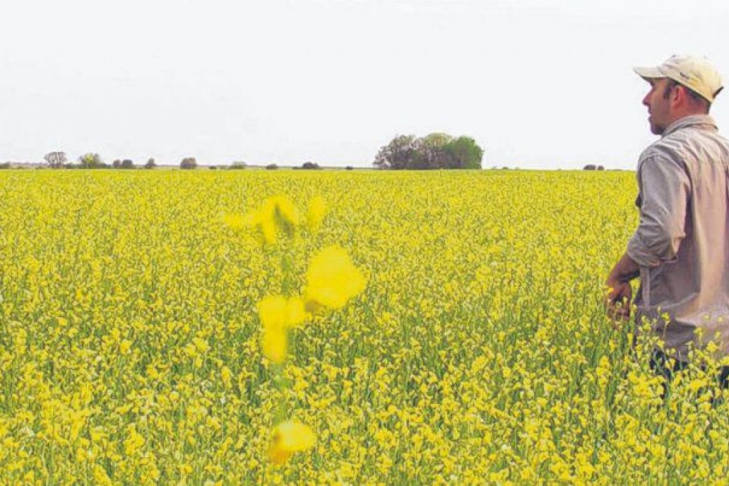 Su sanidad está marcada por las enfermedades causadas por phoma y alternaria. Su sanidad está marcada por las enfermedades causadas por phoma y alternaria.