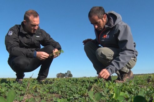 Hay alfalfas de máxima pureza en los campos de Rincón del Nogoyá