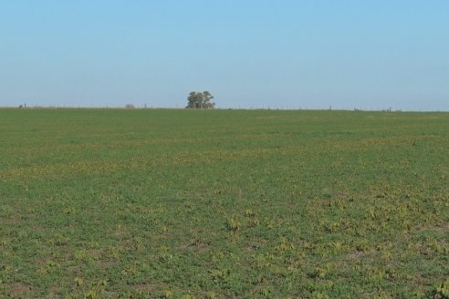 Recorrida por pasturas en campos de Rincón del Nogoyá - Alfalfa Pura y Pasturas Consociadas - Agrofé Campo y Gentos