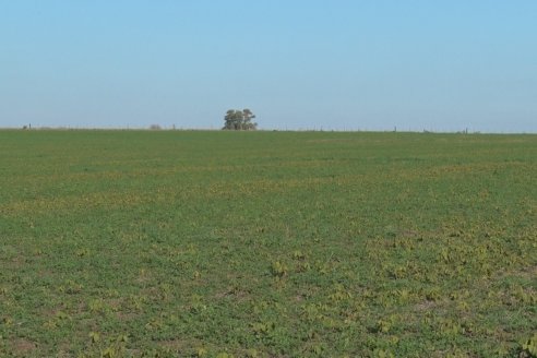 Recorrida por pasturas en campos de Rincón del Nogoyá - Alfalfa Pura y Pasturas Consociadas - Agrofé Campo y Gentos