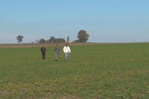 Recorrida por pasturas en campos de Rincón del Nogoyá - Alfalfa Pura y Pasturas Consociadas - Agrofé Campo y Gentos