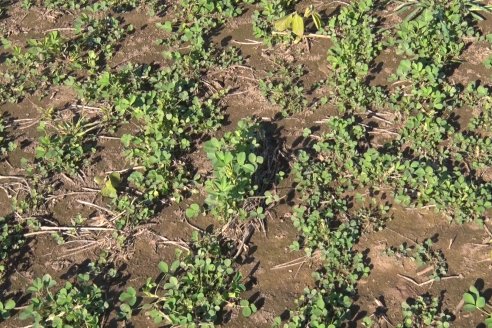 Recorrida por pasturas en campos de Rincón del Nogoyá - Alfalfa Pura y Pasturas Consociadas - Agrofé Campo y Gentos