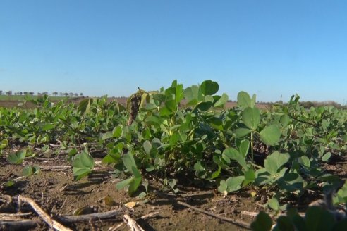 Recorrida por pasturas en campos de Rincón del Nogoyá - Alfalfa Pura y Pasturas Consociadas - Agrofé Campo y Gentos