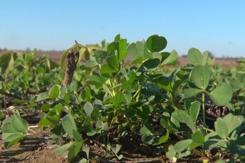 Recorrida por pasturas en campos de Rincón del Nogoyá - Alfalfa Pura y Pasturas Consociadas - Agrofé Campo y Gentos