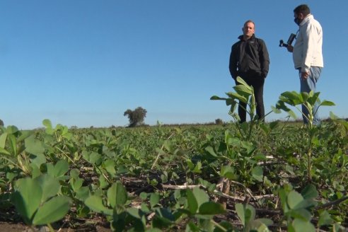 Recorrida por pasturas en campos de Rincón del Nogoyá - Alfalfa Pura y Pasturas Consociadas - Agrofé Campo y Gentos