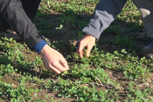 Recorrida por pasturas en campos de Rincón del Nogoyá - Alfalfa Pura y Pasturas Consociadas - Agrofé Campo y Gentos