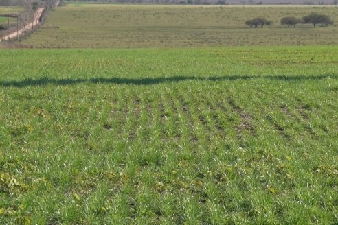 Recorrida por pasturas en campos de Rincón del Nogoyá - Alfalfa Pura y Pasturas Consociadas - Agrofé Campo y Gentos