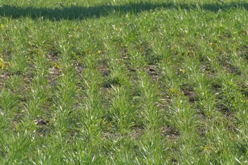 Recorrida por pasturas en campos de Rincón del Nogoyá - Alfalfa Pura y Pasturas Consociadas - Agrofé Campo y Gentos