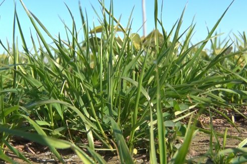 Recorrida por pasturas en campos de Rincón del Nogoyá - Alfalfa Pura y Pasturas Consociadas - Agrofé Campo y Gentos