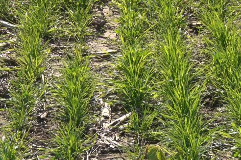 Recorrida por pasturas en campos de Rincón del Nogoyá - Alfalfa Pura y Pasturas Consociadas - Agrofé Campo y Gentos