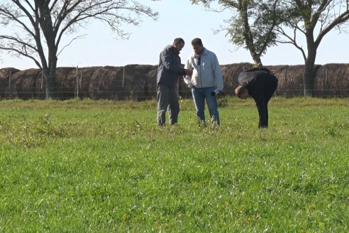 Recorrida por pasturas en campos de Rincón del Nogoyá - Alfalfa Pura y Pasturas Consociadas - Agrofé Campo y Gentos