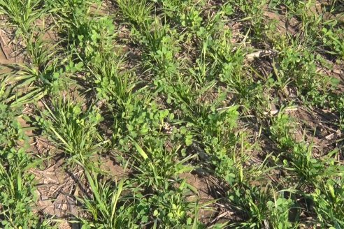 Recorrida por pasturas en campos de Rincón del Nogoyá - Alfalfa Pura y Pasturas Consociadas - Agrofé Campo y Gentos