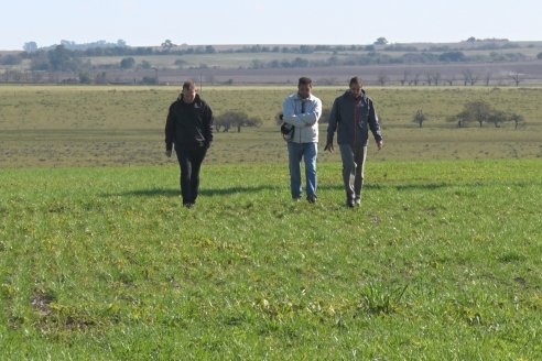 Recorrida por pasturas en campos de Rincón del Nogoyá - Alfalfa Pura y Pasturas Consociadas - Agrofé Campo y Gentos