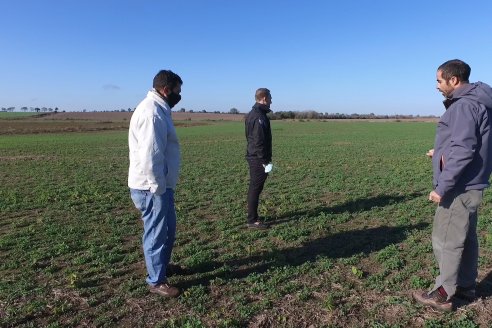 Recorrida por pasturas en campos de Rincón del Nogoyá - Alfalfa Pura y Pasturas Consociadas - Agrofé Campo y Gentos