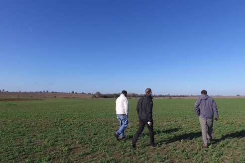 Recorrida por pasturas en campos de Rincón del Nogoyá - Alfalfa Pura y Pasturas Consociadas - Agrofé Campo y Gentos