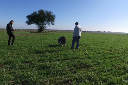 Recorrida por pasturas en campos de Rincón del Nogoyá - Alfalfa Pura y Pasturas Consociadas - Agrofé Campo y Gentos