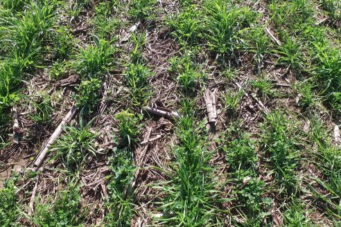 Recorrida por pasturas en campos de Rincón del Nogoyá - Alfalfa Pura y Pasturas Consociadas - Agrofé Campo y Gentos