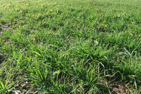 Recorrida por pasturas en campos de Rincón del Nogoyá - Alfalfa Pura y Pasturas Consociadas - Agrofé Campo y Gentos