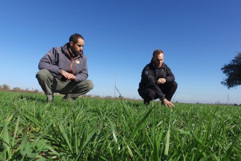 Recorrida por pasturas en campos de Rincón del Nogoyá - Alfalfa Pura y Pasturas Consociadas - Agrofé Campo y Gentos