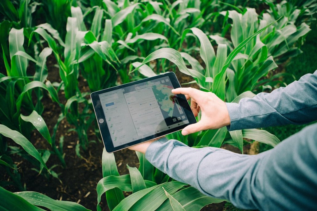 Indican que el 95% de las 205.000 hectáreas plantadas, crecen de bien a muy bien Indican que el 95% de las 205.000 hectáreas plantadas, crecen de bien a muy bien