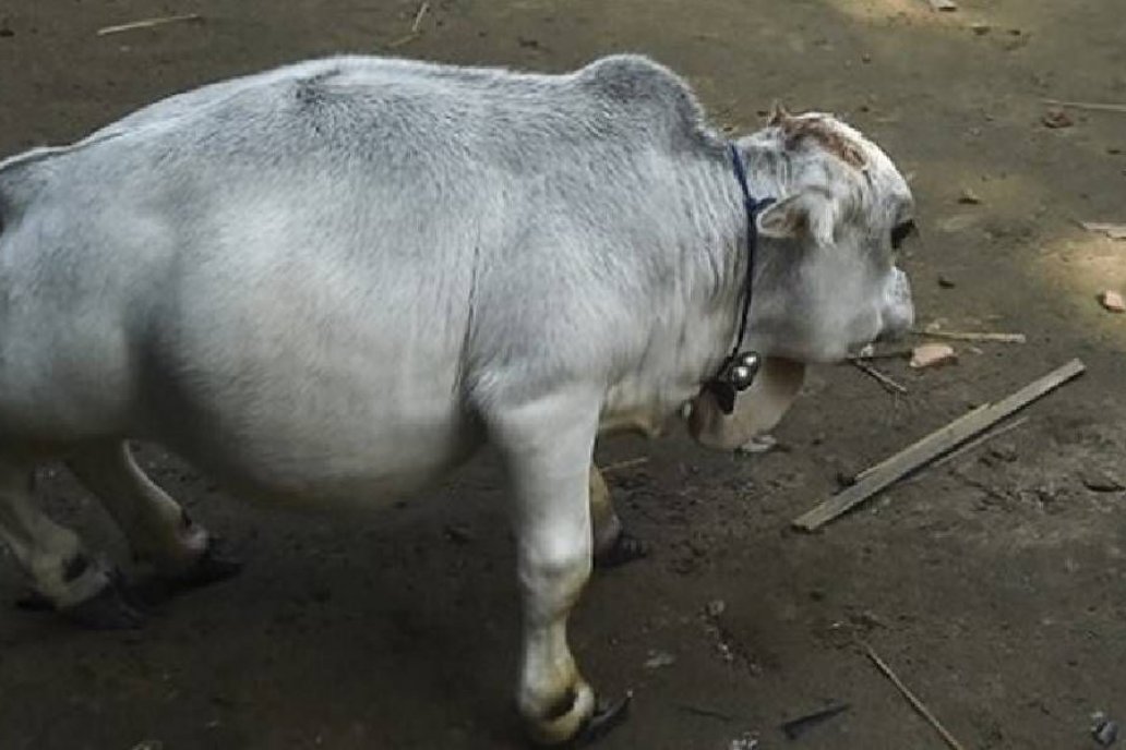 El pequeño animal nació en Bangladesh hace 23 meses.