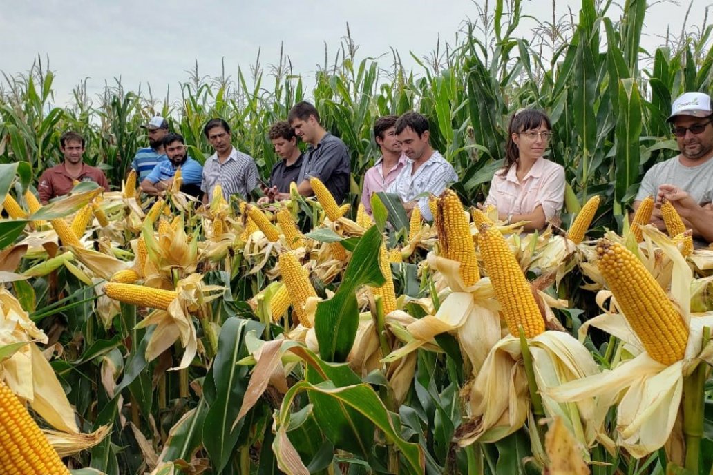 En Entre Ríos, el QS75-01 no deja de sorprender a los productores