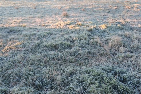 El frío se consolida, renuevan alertas y se alejan las plagas