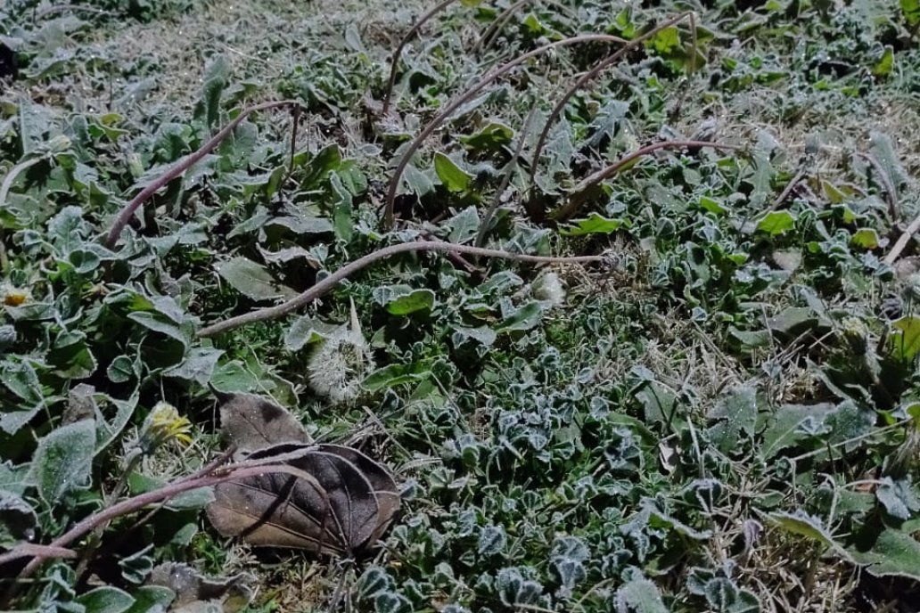 Este lunes heló en campos cercanos a Viale y Tabossi. Luego apretó el calor.