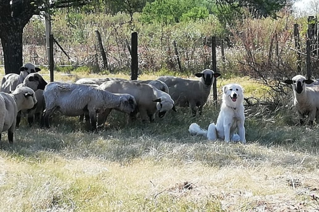 La conducta del perro de la raza maremmano fue noticia nacional. La conducta del perro de la raza maremmano fue noticia nacional.