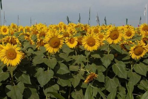 Cada vez son menos los agricultores que eligen sembrar girasoles