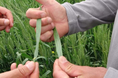 El trigo HB4 mostró su potencial en medio de la durísima sequía
