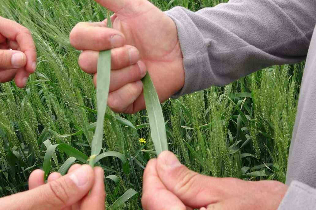 Las royas y la mancha amarilla preocupan en el cultivo del trigo