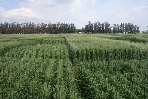Evalúan respuesta a fungicidas en diversas variedades