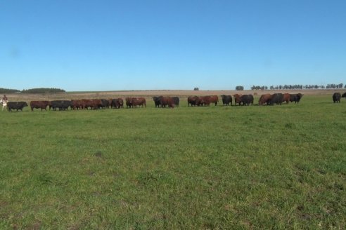 Visita a Campo - A días del remate Angus de Estancia Don Pastor, una recorrida por el lugar de los hechos