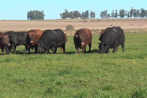 Visita a Campo - A días del remate Angus de Estancia Don Pastor, una recorrida por el lugar de los hechos