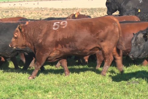 Visita a Campo - A días del remate Angus de Estancia Don Pastor, una recorrida por el lugar de los hechos