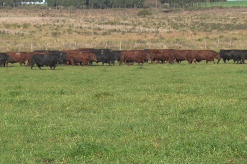 Visita a Campo - A días del remate Angus de Estancia Don Pastor, una recorrida por el lugar de los hechos