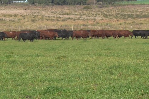 Visita a Campo - A días del remate Angus de Estancia Don Pastor, una recorrida por el lugar de los hechos