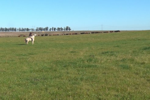 Visita a Campo - A días del remate Angus de Estancia Don Pastor, una recorrida por el lugar de los hechos