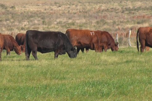 Visita a Campo - A días del remate Angus de Estancia Don Pastor, una recorrida por el lugar de los hechos