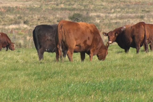 Visita a Campo - A días del remate Angus de Estancia Don Pastor, una recorrida por el lugar de los hechos