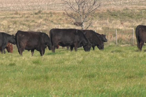 Visita a Campo - A días del remate Angus de Estancia Don Pastor, una recorrida por el lugar de los hechos