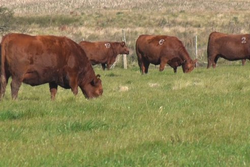 Visita a Campo - A días del remate Angus de Estancia Don Pastor, una recorrida por el lugar de los hechos