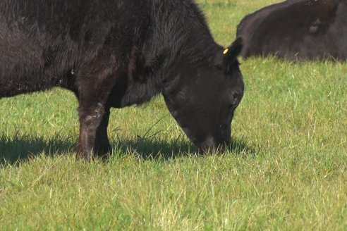 Visita a Campo - A días del remate Angus de Estancia Don Pastor, una recorrida por el lugar de los hechos