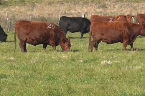 Visita a Campo - A días del remate Angus de Estancia Don Pastor, una recorrida por el lugar de los hechos