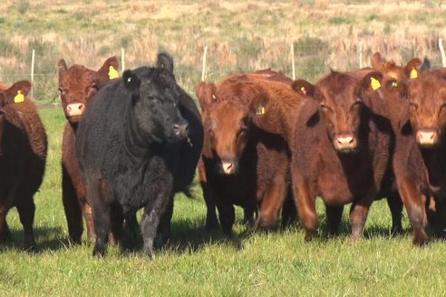 Visita a Campo - A días del remate Angus de Estancia Don Pastor, una recorrida por el lugar de los hechos