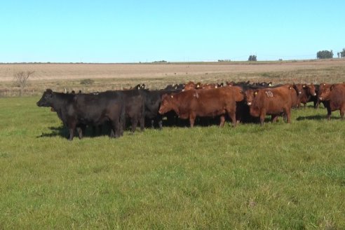 Visita a Campo - A días del remate Angus de Estancia Don Pastor, una recorrida por el lugar de los hechos