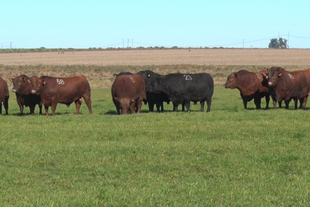 El objetivo es poner a la venta animales que se adapten a campos de la región.