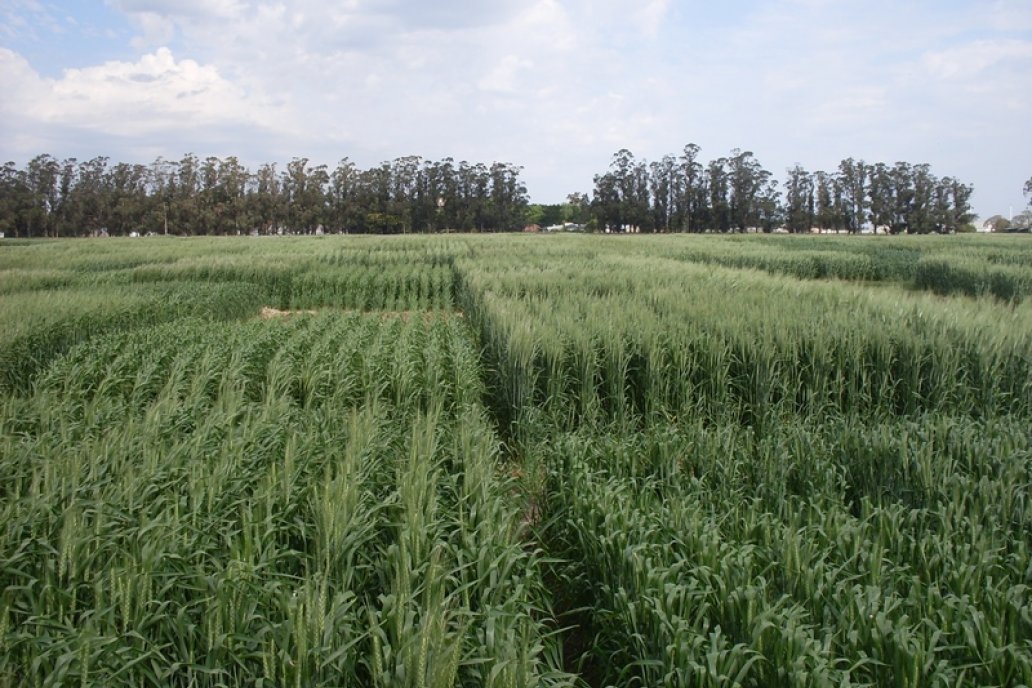 El trabajo se extendió entre las principales regiones trigueras argentinas.